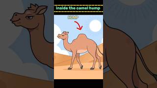 whats inside a camel hump  amazingfacts factsinhindi factholic knowledge [upl. by Jeanna]