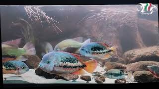 Central American Cichlids biotope October 2024 [upl. by Haimirej]