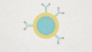 Bcell Plasma and Memory cell Animation [upl. by Jonme]