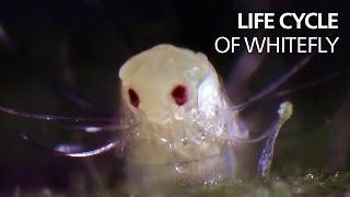 Life cycle of whitefly [upl. by Tarrel]