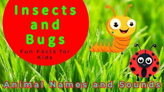 Bug and Insect Names and Fun Facts for Kids Babies and Toddlers Insects and bugs for kids [upl. by Noerb]