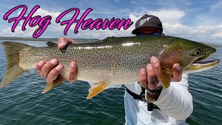 Fly Fishing Spinney Mountain Reservoir for LARGE TROUT in Colorado [upl. by Janna]