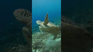 Nemo ATTACKS Sea Turtle [upl. by Naraj]