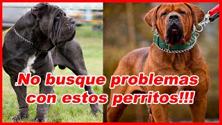 TOP FINAL 💥 los 10 PERROS mas PELIGROSOS del MUNDO🐕‍🦺 [upl. by Nnyloj]