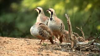 Chukar חוגלת סלעים [upl. by Yecac748]