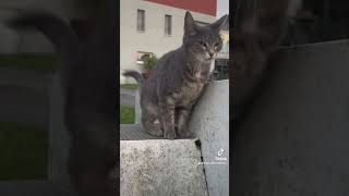 graue Katze streichelt sich 🥹❤️ katze süßekatze [upl. by Kathleen528]