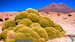 Yareta or Llareta  The 3000 Years Old Plant [upl. by Lillis3]