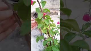 Bougainvillea plant is a xerophytic plant [upl. by Benedicta]