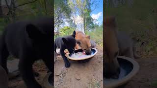 The dog is drying out food cub daily dog [upl. by Leverick]