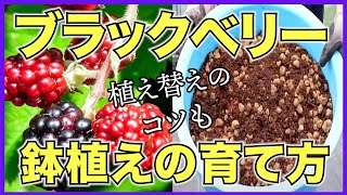 【ブラックベリー】鉢植えで簡単に育てる方法【赤玉土メインの培養土で育てよう】自宅で果樹栽培 [upl. by Welby706]