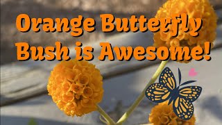 Orange Butterfly Bush is Awesome [upl. by Eira]