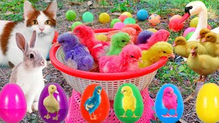 Catch Cute Chickens Colorful Chickens Rainbow Chicken Rabbits Cute CatsDucksAnimals Cute 67 [upl. by Nwahsiek]