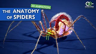 The fantastic anatomy of spiders  all you have to know [upl. by Ketchum]