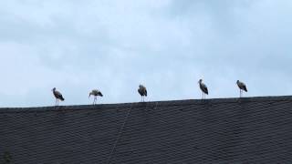 Invasion der StörcheRiedstadtGernsheimLorschBensheimBobstadtEinhausenBiebesheimWien [upl. by Xuagram]