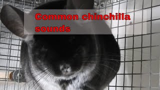 Most common chinchilla sounds [upl. by Miran]