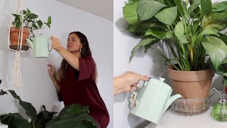 Bottom Watering Houseplants  How To Water Indoor Plants Bottom Watering Method [upl. by Anawk936]