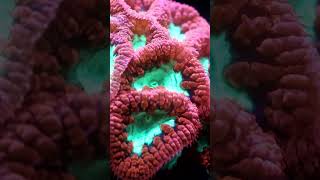 Blastomussa coral care 🪸reeftank blastomussa aquarium coral shorts youtubeshorts aqualab [upl. by Oeram974]