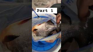 My piranha fish 😱😭 piranha pacufish aquarium fish viralvideo shortsviral youtubeshorts [upl. by Pega]