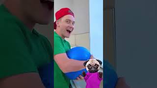 THE MOST POWERFUL BALLOON EXPLOSION IN THE WORLD 🎈💥 DOG REACTS funnyanimals dog balloon [upl. by Ecurb424]