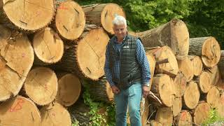 Selecting logs for Woodura hardened wood flooring [upl. by Todd356]