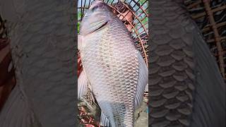 Asian Country Fishing shorts  Amazing Rural Fishing Video 🐟 Best Asian Fishing Technique shorts [upl. by Atiugram219]