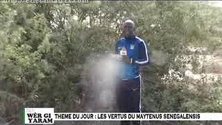 Sen wer gi yaram Les vertus thérapeutiques du quotdoriquot ou Maytenus senegalensis [upl. by Anehsak]