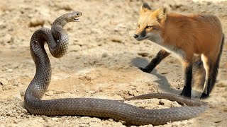 Snake Vs Fox Big Battle In The Wild  Epic Battle Compilation [upl. by Marlow]