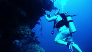 Grand Cayman Dive  Tarpon Alley August 2017 [upl. by Slack724]