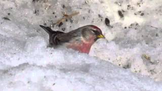 Common Redpoll in the snow [upl. by Eniak]