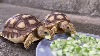 Discover the Delightful Eating Rituals of Baby Sulcata Tortoises [upl. by Mima]