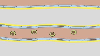 Movie 117 Rolling Leukocytes [upl. by Ennaeus743]