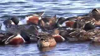 Northern Shoveler Ducks Pinwheeling [upl. by Longley980]