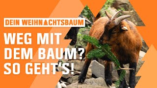 Weihnachtsbaum entsorgen und recyclen  OBI  Dein Weihnachtsbaum  Folge 6 [upl. by Ycnej]