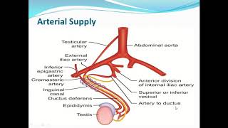 DUCTUS DEFERENS amp SEMINAL VESICLES [upl. by Argyres890]