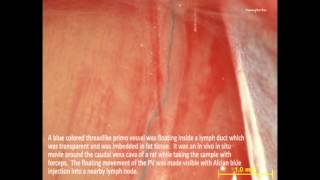 Supplemental Materials Primo Vascular System Floating in Lymph Ducts of Rats [upl. by Ahsaetal]