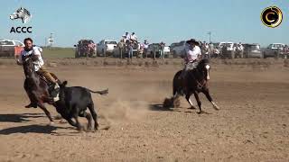 Credenciadora Mixta Cabaña Santa Ana  Prueba de Campo 1 Machos [upl. by Inek]