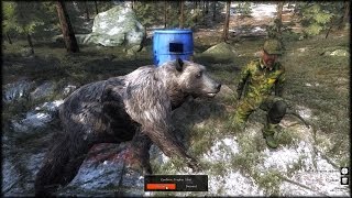 THE HUNTER DD33 Recurves A Big 24 RARE SILVERTIP Brown Bear [upl. by Naashar]