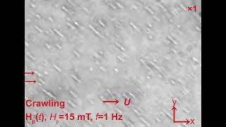 Swarming Magnetic Fe3O4PolydopamineTannic Acid Nanorobots Integrating AntibioticFree Movie 1 [upl. by Svoboda]