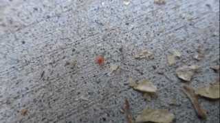 Micro Red Velvet Mite [upl. by Henricks]