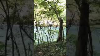 Šumska rekaprirodni zvucipesma talasa i ptičicarivers river forest songs songnature [upl. by Nhoj]