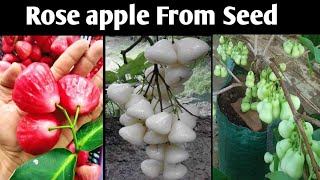 How To Grow Rose Apple  Macopa  jumbo Plant From Seedरोज़ एप्पल को बीज़ से ग्रो करें [upl. by Ecnarolf]