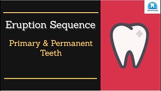 Types of Teeth and Their Functions Incisors Cuspids Bicuspids Molars  Teeth Anatomy [upl. by Burroughs]