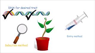 How to Make a Genetically Modified Plant [upl. by Ammann]