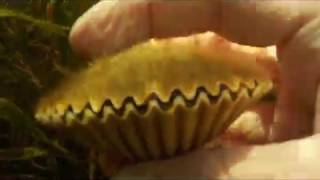 scalloping steinhatchee florida [upl. by Enaira]