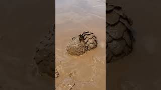 Young Pangolin bathing in mud unseenuniverse [upl. by Anuaik]