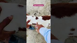 Goat intramuscular bakri  bakra  goat  goat video sapi  mutton bakri ka bcha  vetdr mudassir [upl. by Soirtemed]