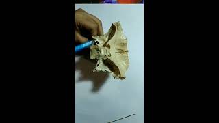 Anatomy of Sphenoid Bone Features  Bangla Demonstration of Sphenoid Bone  Sphenoid Bone Anatomy [upl. by Rashida]