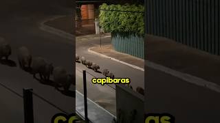 La marcha Capybara😱 [upl. by Ailemrac]