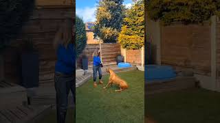 Milo Rhodesian ridgeback  Showreel [upl. by Okiman]