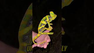 Veiled Chameleons in South Florida🦎🐍 animals everglades florida herping nature reptiles [upl. by Llywellyn402]